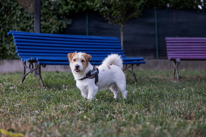 The sample image used for this example